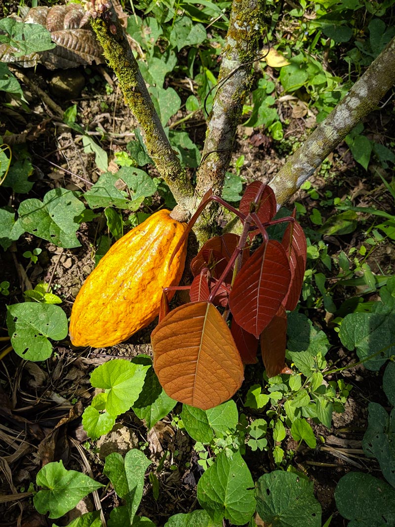 Cabosse Cacao